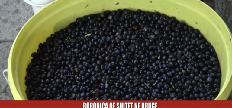 Në mungesë të një pike grumbullimi,boronica shitet në rrugë