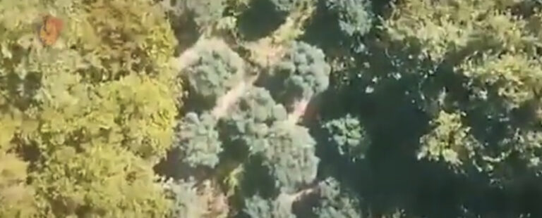 Arrestohen 3 ushtarakë në Zall Herr, kultivuan kanabis në repart