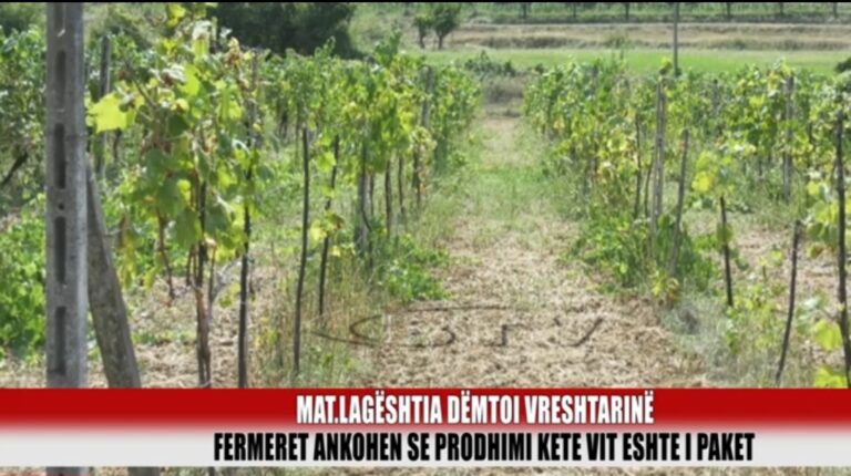 Vreshtaria në krizë, s’ka prodhim këtë vit