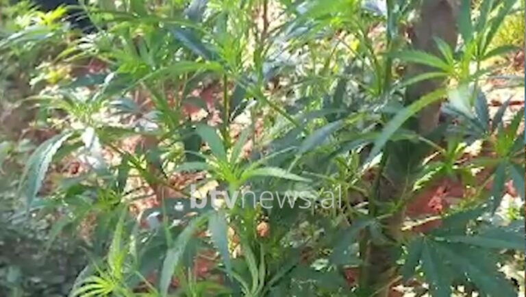 Mat/ Asgjësohet një parcelë me 260 bimë kanabis, arrestohet në flagrancë 26-vjeçari