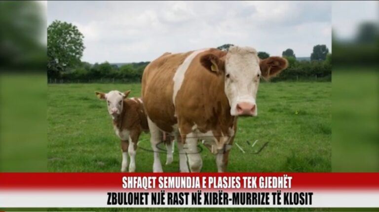 Shfaqet sëmundja e plasjes tek gjedhët