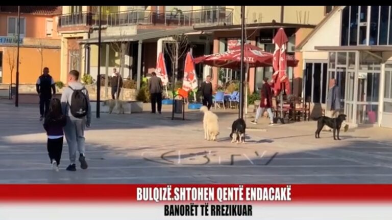 Bulqizë/ Banorët rrezikohen nga shtimi i qenve të rrugës