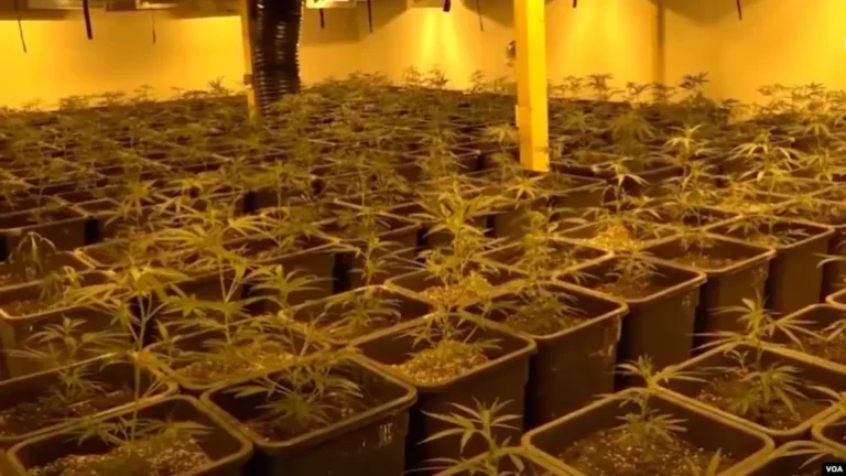 Zbardhet raporti i BE: Rrjetet shqiptare aktive në “shtëpitë e barit” në disa vende evropiane. Ballkani furnizuesi kryesor