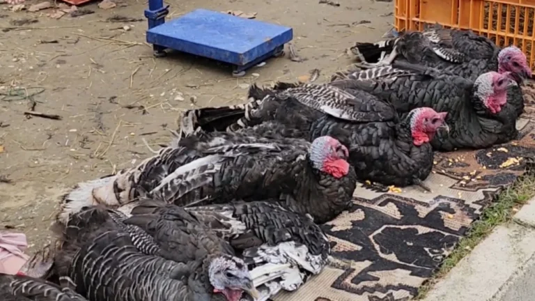 Koha për të blerë gjelin! Roskovec, çmimet ende nuk janë rritur