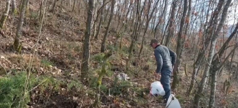 Në kërkim të bimëve medicinale