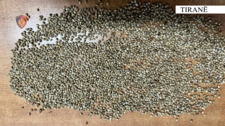 Sekuestrohet një sasi farash kanabisi, arrestohet 17-vjeçari