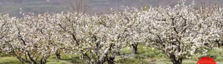 Shtohen ndjeshëm sipërfaqet me pemë frutore në Dibër