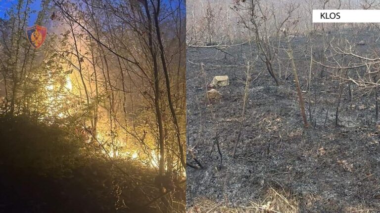 Klos, zjarri përfshin masivin pyjor me pisha, dyshohet i qëllimshëm, procedohet një 22-vjeçar