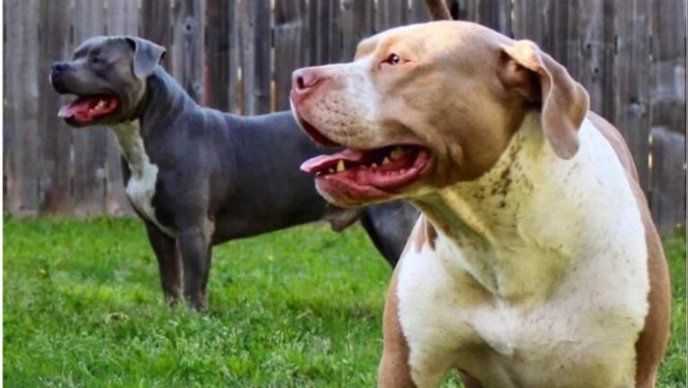Dy qenë pitbull kafshojnë për vdekje fëmijën 15 muajsh në Itali