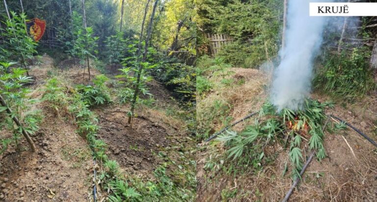 Krujë, Zbulohen 22 ambiente të përshtatura për kultivim të narkotikëve, asgjësohen 148 bimë kanabisi