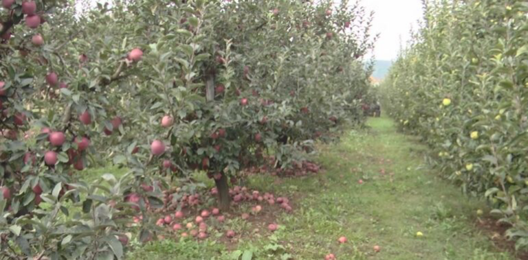 Molla mbetet pa shitur, fermeri: Nuk gjejmë treg shitje e punëtorë për ta vjelë