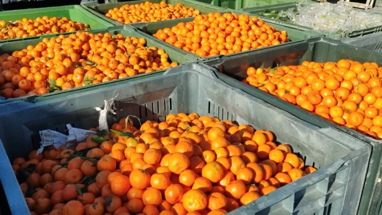 Bllokohen mbi 2 ton mandarina
