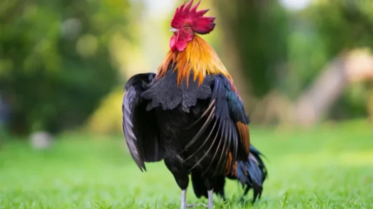 Një gjel në Britani këndoi 76 herë, gjobë prej 3000 eurosh për pronarin e tij