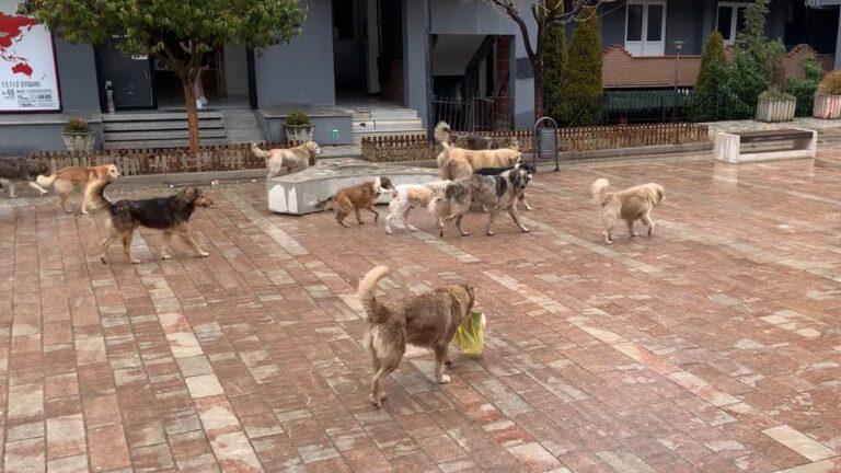 Qentë endacakë shqetësojnë banorët e Bulqizës: Janë me sëmundje dhe tepër agresivë