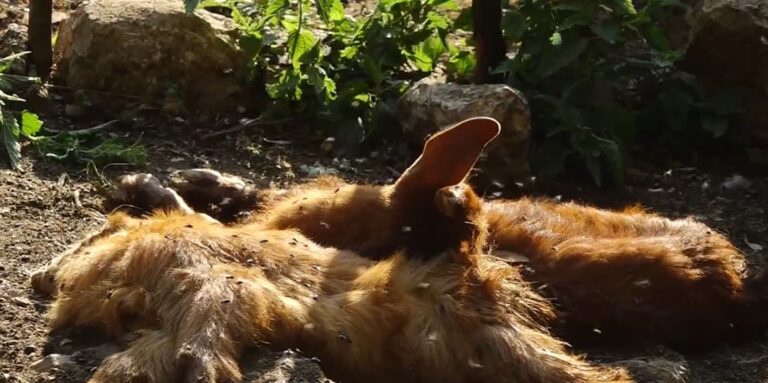 Murtaja e bagëtive, zgjerohet harta! Ka shkuar në 10 numri i vatrave, 12 ferma me të imta janë infektuar