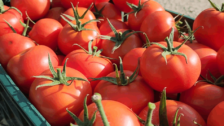 Domatet shqiptare me nivele të larta pesticidesh, Prokuroria e Beratit firmos urdhër-arreste. Si produkti arriti të kalonte doganën me fatura fiktive